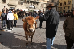 Viterbo - Sant\'Antonio abate - 150 cavalli per le vie della città