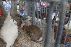 Viterbo - Sant\'Antonio abate - 150 cavalli per le vie della città