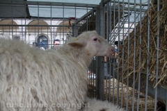 Viterbo - Sant\'Antonio abate - 150 cavalli per le vie della città