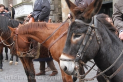 Viterbo - Sant\'Antonio abate - 150 cavalli per le vie della città