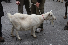 Viterbo - Sant\'Antonio abate - 150 cavalli per le vie della città