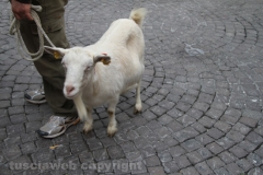 Viterbo - Sant\'Antonio abate - 150 cavalli per le vie della città