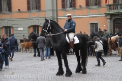 Viterbo - Sant\'Antonio abate - 150 cavalli per le vie della città