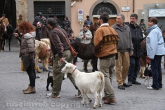 Viterbo - Sant\'Antonio abate - 150 cavalli per le vie della città