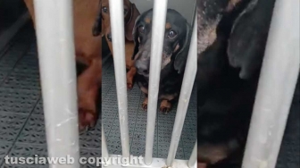 Viterbo - 31 cani sequestrati e salvati dalla Asl e dalla polizia locale - I bassotti caricati sul furgone del servizio sanitario