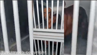 Viterbo - 31 cani sequestrati e salvati dalla Asl e dalla polizia locale - I bassotti caricati sul furgone del servizio sanitario