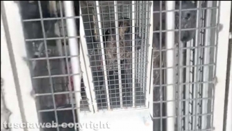 Viterbo - 31 cani sequestrati e salvati dalla Asl e dalla polizia locale