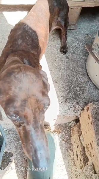 31 cani sequestrati e salvati dalla Asl e dalla polizia locale