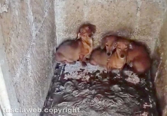 Viterbo - 31 cani sequestrati e salvati dalla Asl e dalla polizia locale