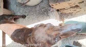 Viterbo - 31 cani sequestrati e salvati dalla Asl e dalla polizia locale