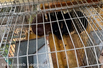 Viterbo - 31 cani sequestrati e salvati dalla Asl e dalla polizia locale - Dei conigli