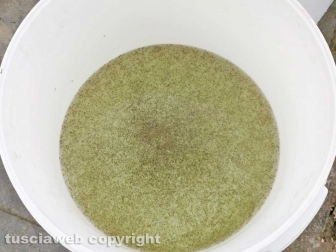 Marta - Il ripopolamento del lago di Bolsena con gli avannotti di coregone