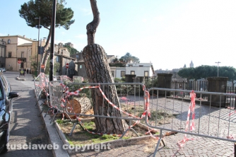 Viterbo - Abbattuti alcuni pini in via Ascenzi