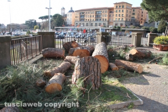 Viterbo - Abbattuti alcuni pini in via Ascenzi