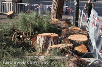 Viterbo - Abbattuti alcuni pini in via Ascenzi