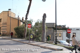 Viterbo - Abbattuti alcuni pini in via Ascenzi