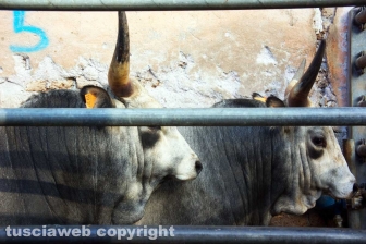 Acquarossa, la zona industriale
