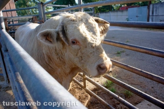 Acquarossa, la zona industriale