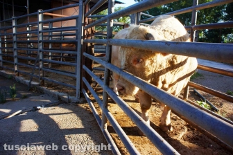 Acquarossa, la zona industriale