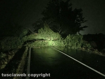 Maltempo - Alberi caduti sulla strada Commenda