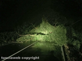 Maltempo - Alberi caduti sulla strada Commenda