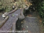 Albero cade sulla fontana del Gambero