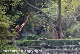 Albero cade sulla fontana del Gambero