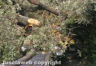 Albero cade sulla fontana del Gambero