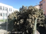 Albero caduto a Bagnaia