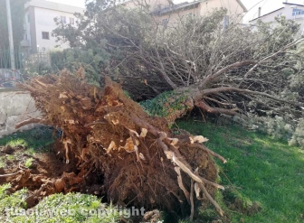 Viterbo - Albero crollato alla scuola di Bagnaia