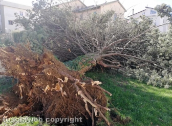 Viterbo - Albero crollato alla scuola di Bagnaia