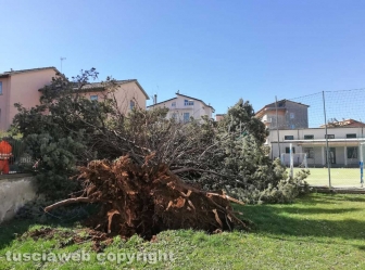 Viterbo - Albero crollato alla scuola di Bagnaia