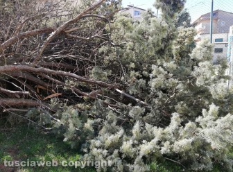 Viterbo - Albero crollato alla scuola di Bagnaia