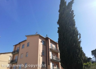 Cipresso a rischio caduta di fronte alla scuola di Bagnaia