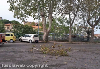 Albero caduto sulla Teverina