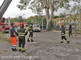 Albero caduto sulla Teverina