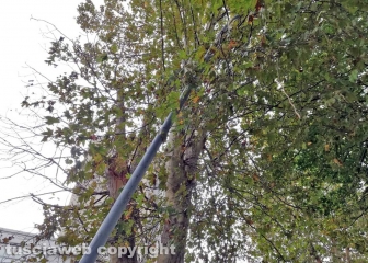 Albero caduto sulla Teverina