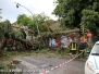 Albero caduto in via del Pilastro
