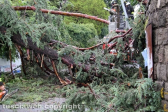 Albero caduto in via del Pilastro