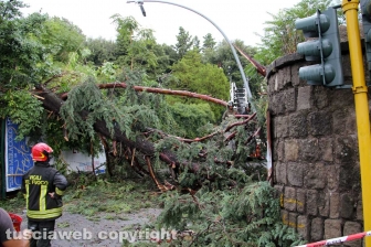 Albero caduto in via del Pilastro