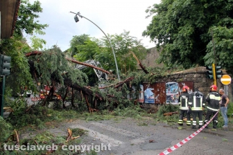 Albero caduto in via del Pilastro