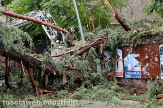 Albero caduto in via del Pilastro