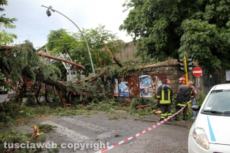 Albero caduto in via del Pilastro