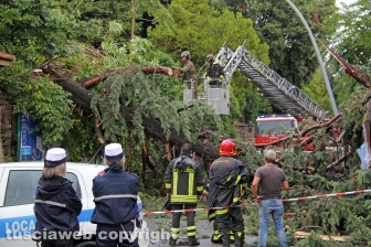 Albero caduto in via del Pilastro