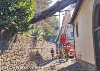 Viterbo - Crolla un albero a pratogiardino Lucio Battisti - I vigili del fuoco