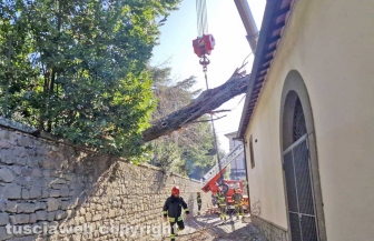 Viterbo - Crolla un albero a pratogiardino Lucio Battisti - I vigili del fuoco