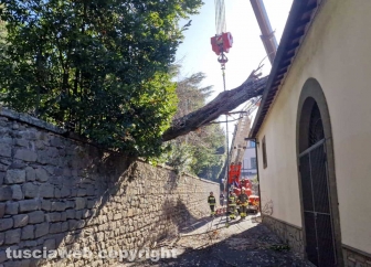 Viterbo - Crolla un albero a pratogiardino Lucio Battisti - I vigili del fuoco
