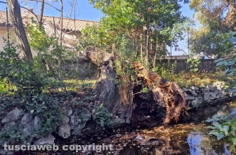 Viterbo - Crolla un albero a pratogiardino Lucio Battisti