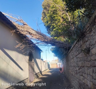 Viterbo - Crolla albero a pratogiardino Lucio Battisti