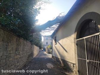 Viterbo - Crolla albero a pratogiardino Lucio Battisti